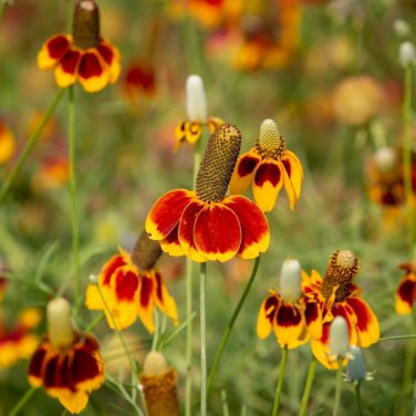 Mexican Hat Ratibida Echinacea Purpurea Cornflowers 20 PCS Seeds