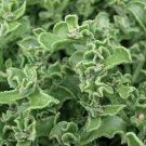 Mesembryanthemum Crystallinum Hybrid F1 100 PCS Seeds Mesembryanthemum Crystallinum Hybrid F1 100 PCS Seeds