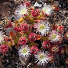 Mesembryanthemum Crystallinum Crystalline Ice Plant 100 PCS Seeds Mesembryanthemum Crystallinum Crystalline Ice Plant 100 PCS Seeds
