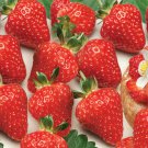 Merlan F1 Strawberry 100 PCS Seeds