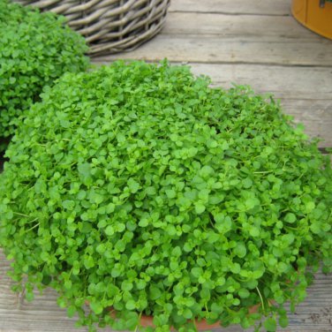 Mentha Requienii Mint Plant Bonsai Flower 50 PCS Seeds