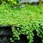 Mentha Requienii Mint Plant Bonsai Flower 50 PCS Seeds