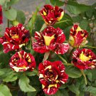 MEMPHIS MUSIC MINIFLORA ROSE 500 PCS Seeds MEMPHIS MUSIC MINIFLORA ROSE 500 PCS Seeds
