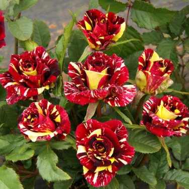 MEMPHIS MUSIC MINIFLORA ROSE 500 PCS Seeds