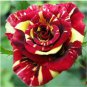 MEMPHIS MUSIC MINIFLORA ROSE 500 PCS Seeds