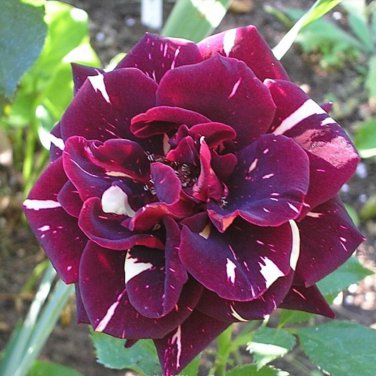 Memphis Music American Rose Shrub Flower 50 PCS Seeds