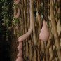 Melon Vietnam milk as a woman's 100 PCS Seeds