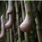 Melon Vietnam milk as a woman's 100 PCS Seeds