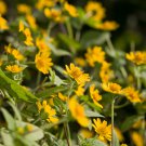 Melampodium Paludosum Flower 20 PCS Seeds