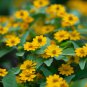 Melampodium Paludosum Flower 20 PCS Seeds