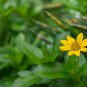 Melampodium Paludosum Flower 20 PCS Seeds