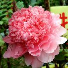 'Meilitianshi' Rose Pink Peony 5 PCS Seeds 'Meilitianshi' Rose Pink Peony 5 PCS Seeds