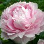 'Meilitianshi' Rose Pink Peony 5 PCS Seeds