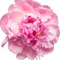 'Meilitianshi' Rose Pink Peony 5 PCS Seeds