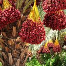 Medjool Date Palm Tree 5 PCS Seeds Medjool Date Palm Tree 5 PCS Seeds