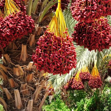 Medjool Date Palm Tree 5 PCS Seeds
