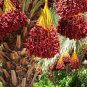 Medjool Date Palm Tree 5 PCS Seeds