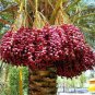 Medjool Date Palm Tree 5 PCS Seeds