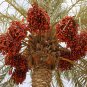 Medjool Date Palm Tree 5 PCS Seeds