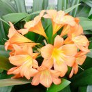 Medium Flower Real Bowl clivia pots Bonsai Garden Blooming Plants 1 PCS Seeds Medium Flower Real Bowl clivia pots Bonsai Garden Blooming Plants 1 PCS Seeds