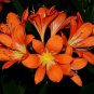 Medium Flower Real Bowl clivia pots Bonsai Garden Blooming Plants 1 PCS Seeds