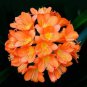 Medium Flower Real Bowl clivia pots Bonsai Garden Blooming Plants 1 PCS Seeds
