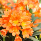 Medium Flower Real Bowl clivia 1 PCS Seeds
