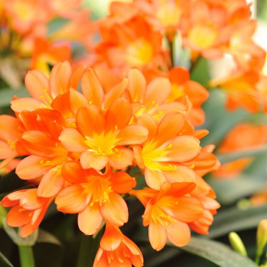 Medium Flower Real Bowl clivia 1 PCS Seeds