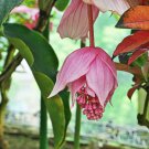 Medinilla Magnifica Showy Medinilla Perennial Shrub Rose Grape 30 PCS Seeds Medinilla Magnifica Showy Medinilla Perennial Shrub Rose Grape 30 PCS Seeds