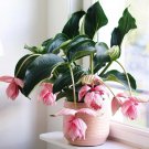 Medinilla Magnifica Bonsai Very Beautiful Flower 100 PCS Seeds Medinilla Magnifica Bonsai Very Beautiful Flower 100 PCS Seeds