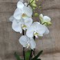 Mini Bonsai Orchid 100 PCS Seeds