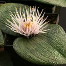 Massonia pustulata 3 PCS Seeds