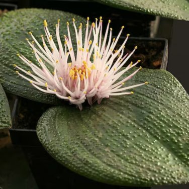 Massonia pustulata 3 PCS Seeds