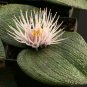 Massonia pustulata 3 PCS Seeds