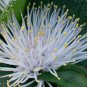 Massonia pustulata 3 PCS Seeds