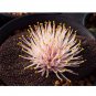 Massonia pustulata 3 PCS Seeds