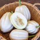 Mashed Potato Squash 50 PCS Seeds Mashed Potato Squash 50 PCS Seeds