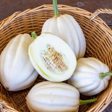 Mashed Potato Squash 50 PCS Seeds