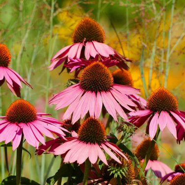 'May Jay' Red Purple Coneflower Echinacea purpurea Flower 100 PCS Seeds