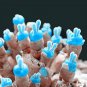 Mini Blue Succlent Monilaria Obconica Rabbit Living Lithops 100 PCS Seeds