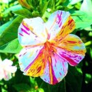 Marvel of Peru Flower 20 PCS Seeds Marvel of Peru Flower 20 PCS Seeds
