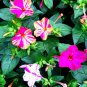 Marvel of Peru Flower 20 PCS Seeds
