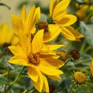 Maximillian Sunflower 15 PCS Seeds