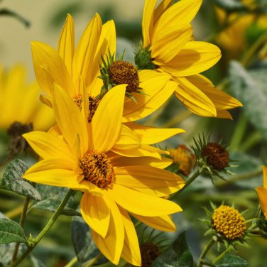 Maximillian Sunflower 15 PCS Seeds