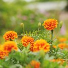Marigold African Crackerjack Yellow 30 PCS Seeds