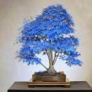 Maple Tree Palatum Bonsai 20 PCS Seeds