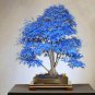 Maple Tree Palatum Bonsai 20 PCS Seeds