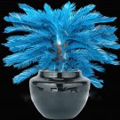 MiNI Blue Sago Cycas Bonsai Revolute Plant Bonsai 10 PCS Seeds MiNI Blue Sago Cycas Bonsai Revolute Plant Bonsai 10 PCS Seeds