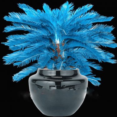 MiNI Blue Sago Cycas Bonsai Revolute Plant Bonsai 10 PCS Seeds
