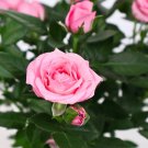 Minature Light Pink Rose 50 PCS Seeds